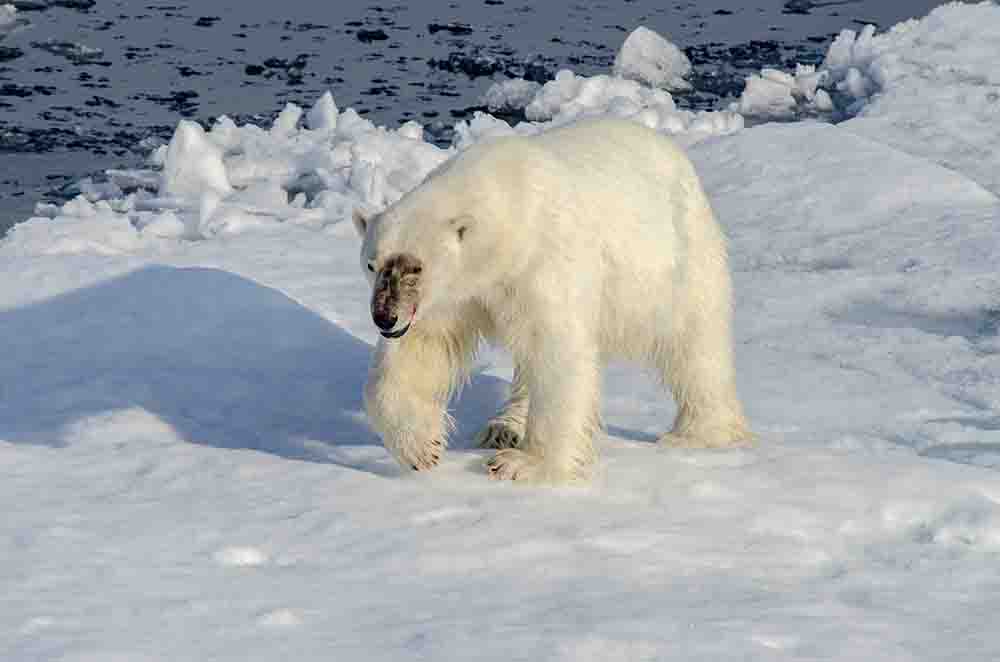 Oso Polar - islas Svalbard - Noruega 29.jpg